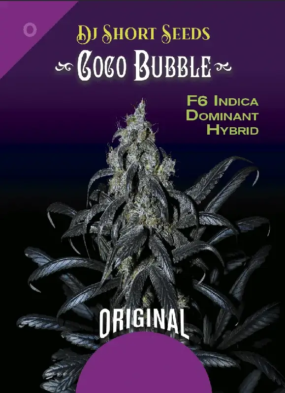 Coco Bubble Regular Seeds - Cocoa Kush Hybrid with Chocolate and Bubblegum Flavors