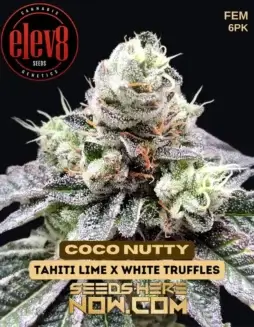 Coco Nutty Feminized Seeds (space) Tropical Aroma with Coconut and Nutty Notes