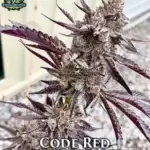 Code Red (Feminized) - Exotic Genetix