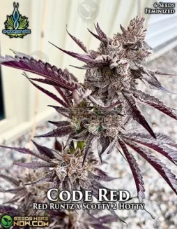 Code Red Feminized Seeds (space) Exotic Genetix (space) Cherry, Diesel Aroma