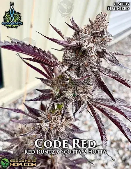 Code Red Feminized Seeds - Exotic Genetix - Cherry, Diesel Aroma