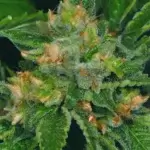 Cold Creek Kush (Regular) - T.H. Seeds