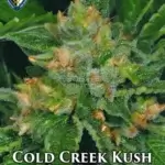 Cold Creek Kush (Regular) - T.H. Seeds