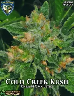 Cold Creek Kush cannabis seeds by T.H. Seeds, showcasing buds with pine, earth, lemon, and spice aromas