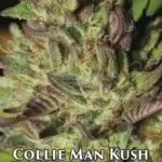 Collie Man Kush (Regular) - Humboldt Seed Company