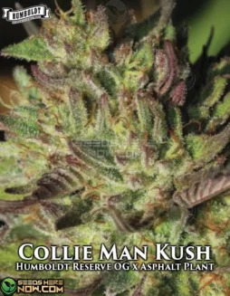 Collie Man Kush cannabis seeds by Humboldt Seed Company