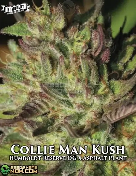 Collie Man Kush cannabis seeds by Humboldt Seed Company