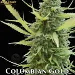 Colombian Gold (Regular) - Best Coast Genetics