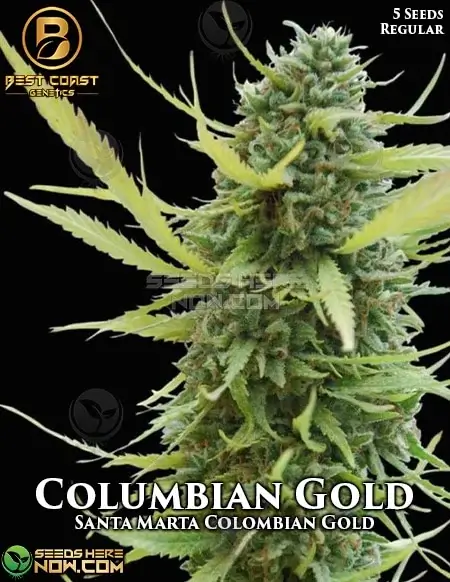 Colombian Gold regular seeds pack by Best Coast Genetics featuring earthy, citrus, pine aromas