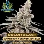 Color Blast (Feminized) - Exotic Genetix