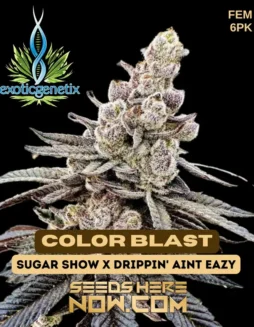 Color Blast Feminized Seeds (space) indica(space)dominant hybrid with purple and blue hues