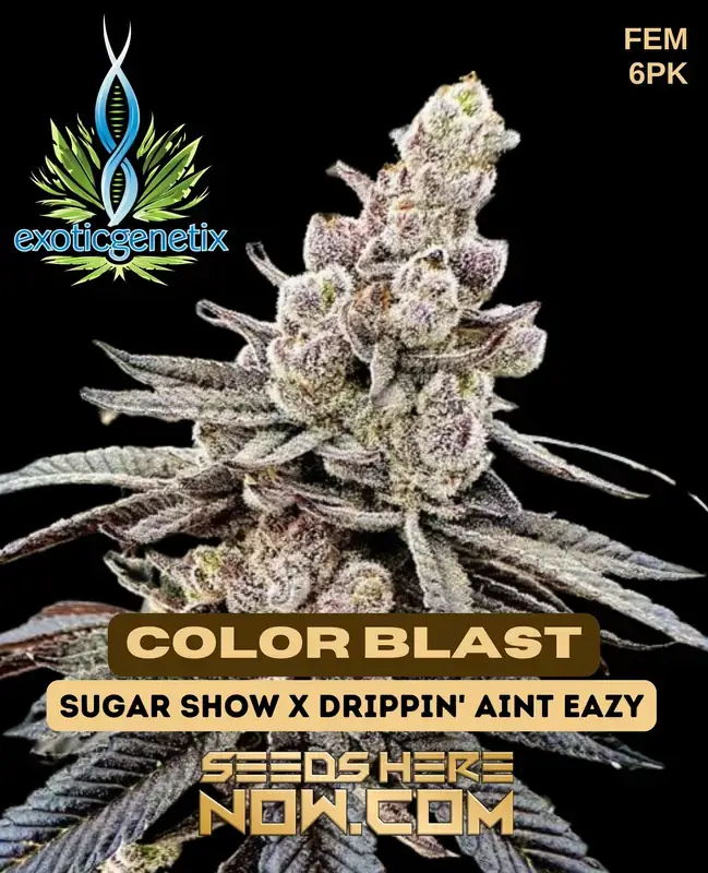 Color Blast Feminized Seeds - indica-dominant hybrid with purple and blue hues