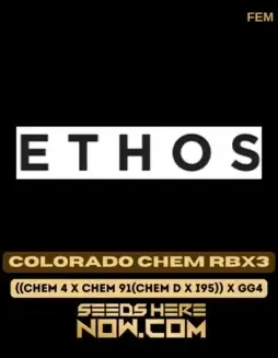 Close(space)up of Colorado Chem RBX3 feminized cannabis seeds from Ethos Genetics