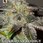 Conrad's Prodigy (Regular) - GibbsKutz Genetics