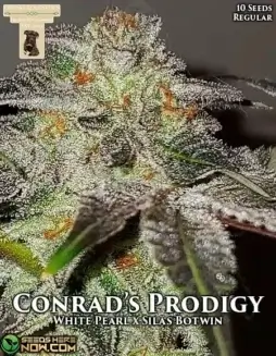 Conrad's Prodigy Cannabis Seeds by GibbsKutz Genetics featuring a blend of The White, Platinum UW Hash Plant, Permafrost, Silas Botwin, and Blueberry Shortcake