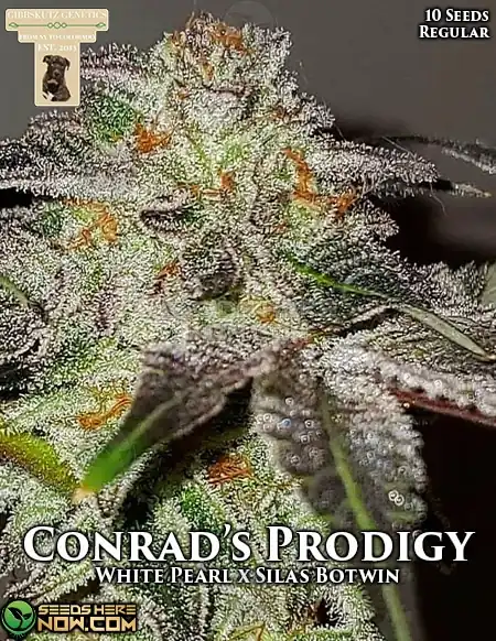 Conrad's Prodigy Cannabis Seeds by GibbsKutz Genetics featuring a blend of The White, Platinum UW Hash Plant, Permafrost, Silas Botwin, and Blueberry Shortcake