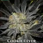 Cookie Fever (Regular) - True Canna Genetics