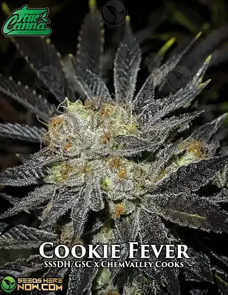 Pack of Cookie Fever Regular Cannabis Seeds by True Canna Genetics