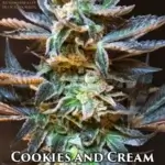 Cookies and Cream (Autoflower) - Automatically Delicious