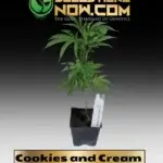 Cookies and Cream Clones - ACC