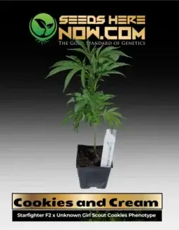 Cookies and Cream Clones in 3.5(space)inch soil pots, hybrid cannabis with vanilla and chocolate aroma