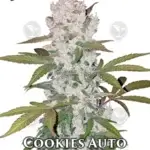 Cookies (Autoflower) - Fast Buds