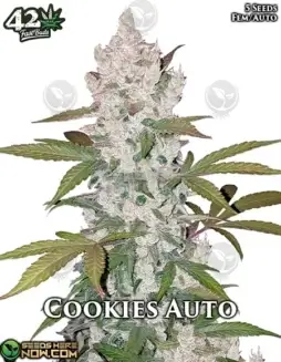 Cookies Auto Cannabis Seeds by Fast Buds featuring sweet, earthy, citrus, and vanilla flavors