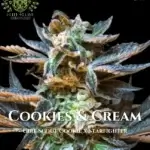 Cookies & Cream S1 (Feminized) - Elite Clone Seed Company
