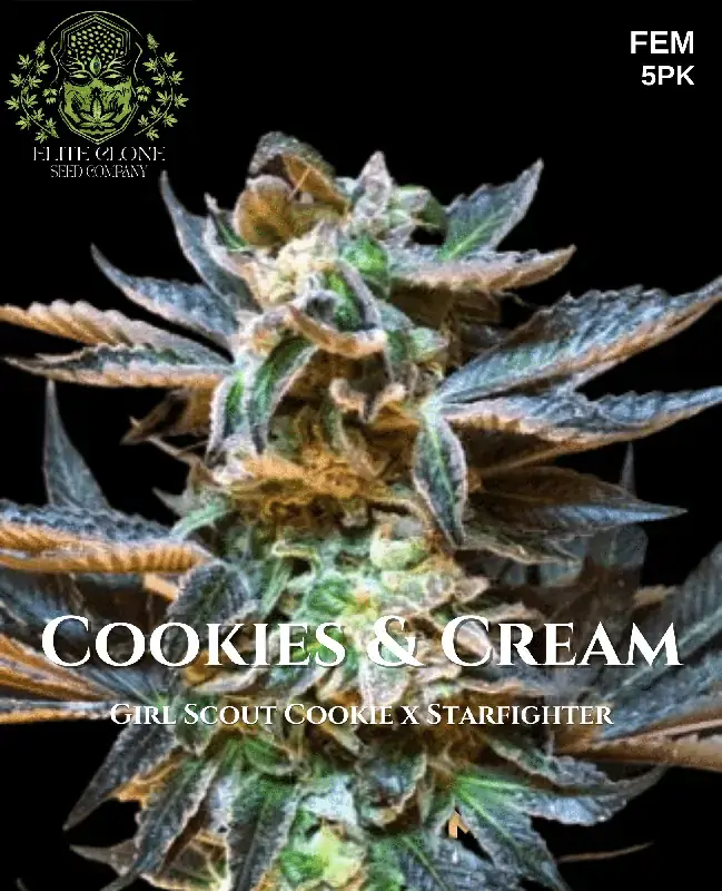 Cookies & Cream S1 Feminized Seeds - Hybrid Cannabis Strain by Elite Clone Seed Company
