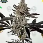 Cosmic 22 (Feminized) - Exotic Genetix