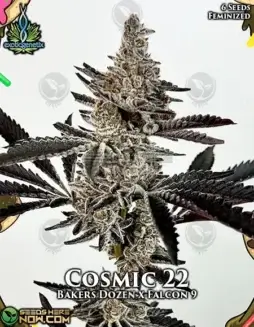Cosmic 22 Feminized Seeds (space) High THC Hybrid Strain by Exotic Genetix