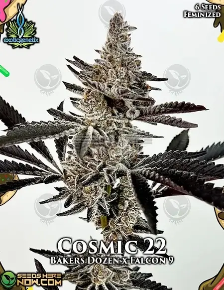 Cosmic 22 Feminized Seeds - High THC Hybrid Strain by Exotic Genetix