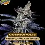 Cosmopolis (Feminized) - Exotic Genetix