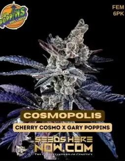 Cosmopolis Feminized Seeds (space) High THC Hybrid Cannabis