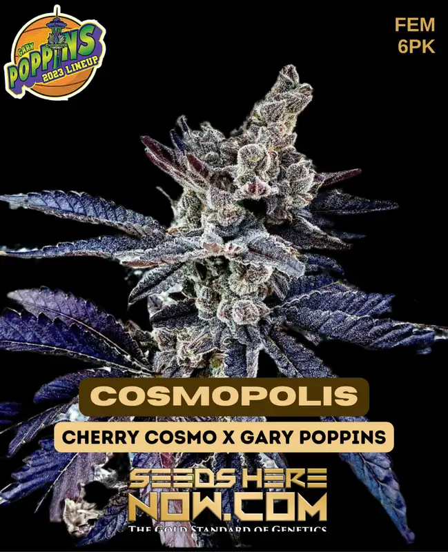 Cosmopolis Feminized Seeds - High THC Hybrid Cannabis