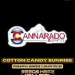 Cotton Candy Sunrise (Regular) - Cannarado Genetics