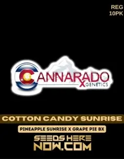 Cotton Candy Sunrise cannabis seeds, hybrid strain by Cannarado Genetics