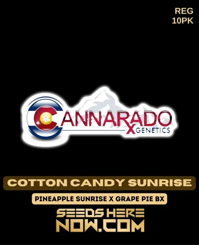 Cotton Candy Sunrise cannabis seeds, hybrid strain by Cannarado Genetics