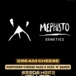 Cream Cheese (Autoflower) - Mephisto Genetics
