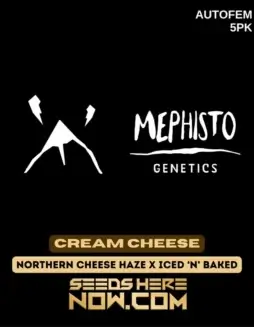 Cream Cheese (Autoflower) Cannabis Seeds (space) Hybrid strain by Mephisto Genetics featuring creamy, cheesy flavors