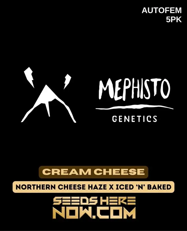 Cream Cheese (Autoflower) Cannabis Seeds - Hybrid strain by Mephisto Genetics featuring creamy, cheesy flavors