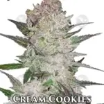 Cream Cookies (Autoflower) - Fast Buds