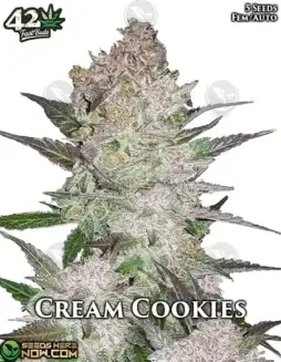 Cream Cookies Auto cannabis seeds by Fast Buds, featuring a blend of Cream Cookies and Ruderalis genetics