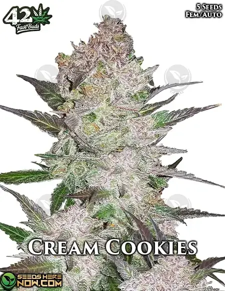 Cream Cookies Auto cannabis seeds by Fast Buds, featuring a blend of Cream Cookies and Ruderalis genetics