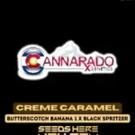 Creme Caramel (Feminized) - Cannarado Genetics