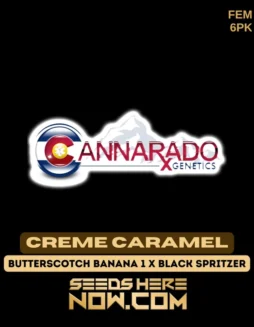 Creme Caramel Feminized Seeds from Cannarado Genetics featuring high THC and creamy caramel aroma