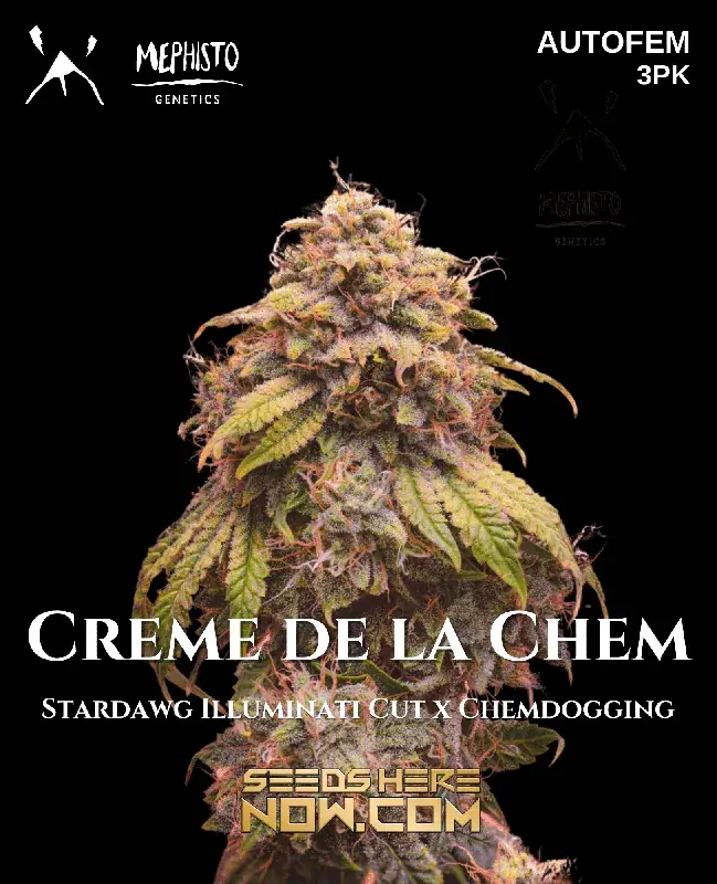 Pack of Creme de la Chem autoflower cannabis seeds by Mephisto Genetics
