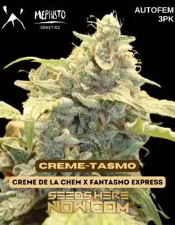 Creme(space)Tasmo Cannabis Seeds by Mephisto Genetics, featuring vanilla and caramel aromas
