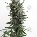 Critical HOG (Autoflower) - T.H. Seeds