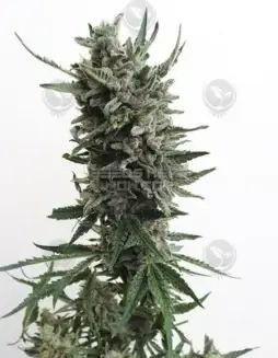 Critical HOG Autoflower Seeds (space) Indica(space)dominant hybrid with earthy, sweet, pine, and citrus aromas